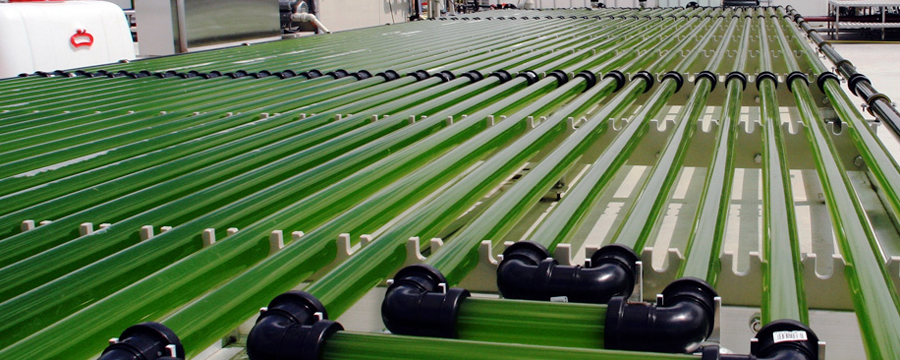 Algae Oil