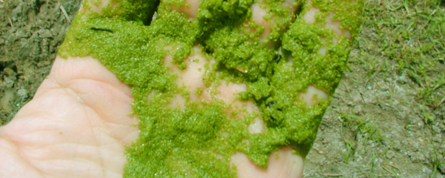 Algae grows quickly